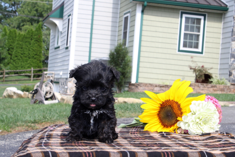 puppy, for, sale, Maltipoo, Matthew B. Stoltzfus, dog, breeder, Gap, PA, dog-breeder, puppy-for-sale, forsale, nearby, find, puppyfind, locator, puppylocator, aca